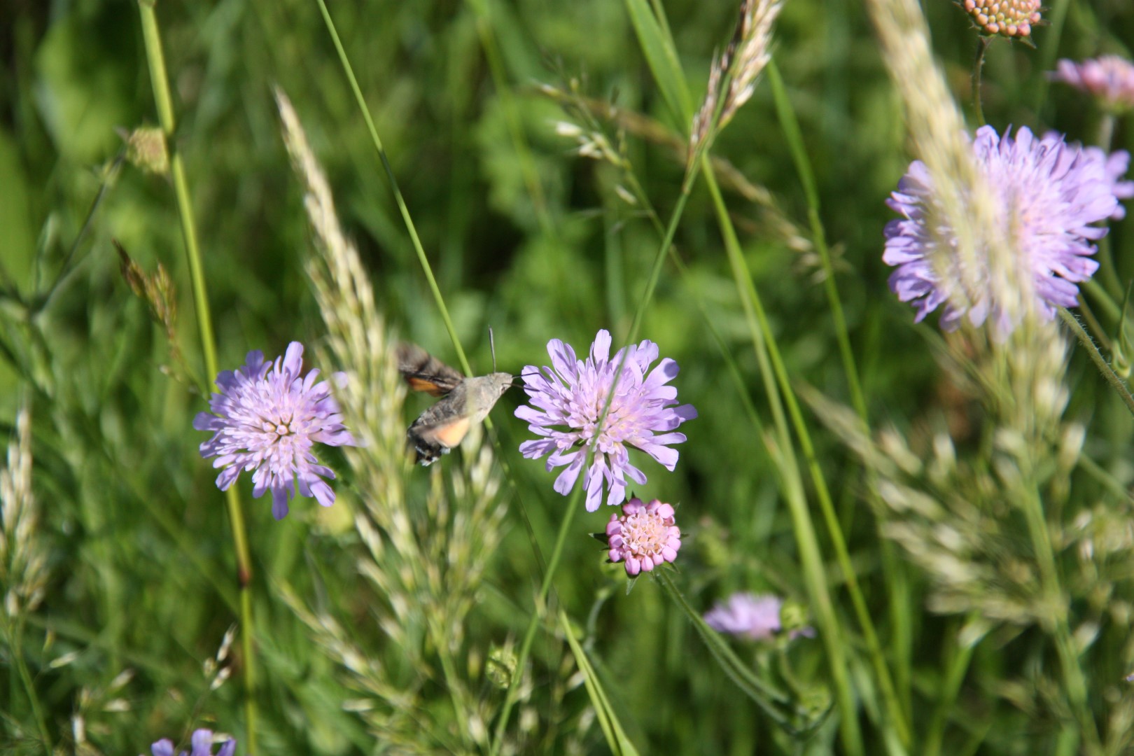 2017-06-11 1.Sdburgenland-Classic Bernstein 2